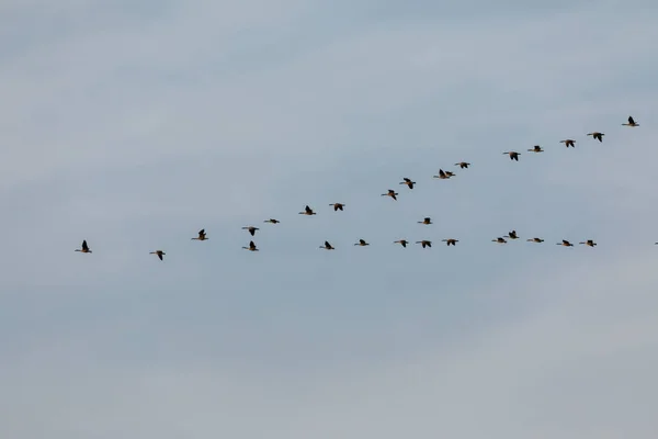 flock of geese on blue sky flying in formation