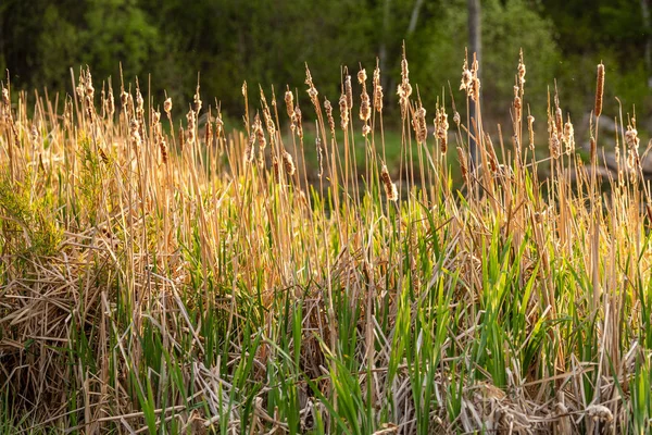 Reed Lake Backlight — Stock Photo, Image