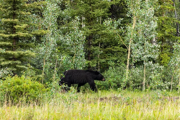 Urso Negro Está Olhando Para Fora Uma Floresta Canadá — Fotografia de Stock