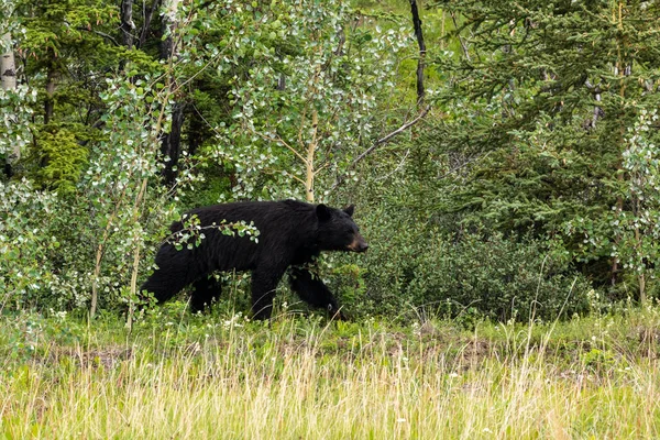 Ours Noir Regarde Une Forêt Canada — Photo