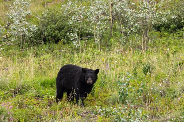 Černý Medvěd Vyhlížel Lesa Kanadě — Stock fotografie