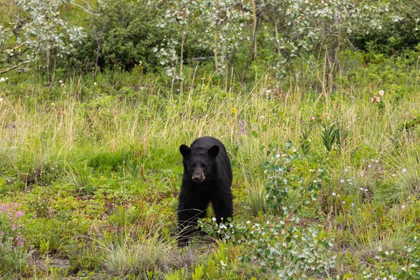 Black Bear Looking Out Forest Canada — Stock Photo, Image