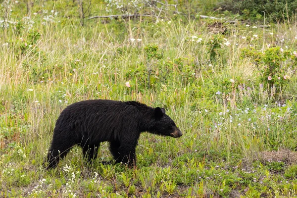 Svart Björn Tittar Skog Kanada — Stockfoto