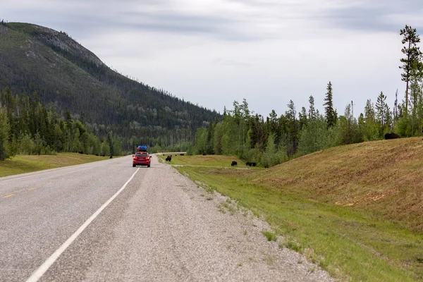 Bison Amérique Long Autoroute Alaska Canada — Photo