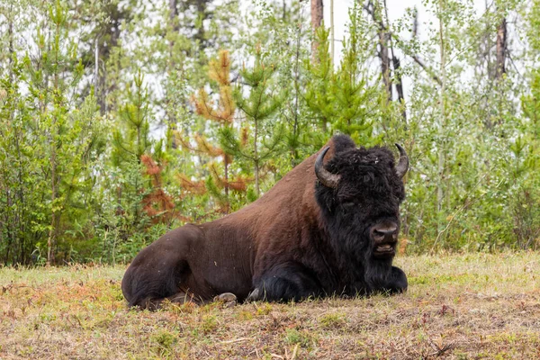 カナダのアラスカハイウェイ沿いのアメリカバイソン — ストック写真