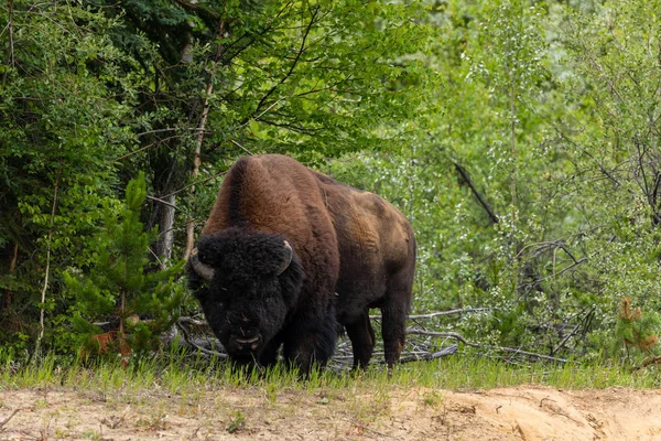 カナダのアラスカハイウェイ沿いのアメリカバイソン — ストック写真