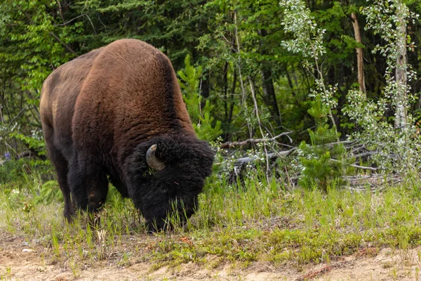 カナダのアラスカハイウェイ沿いのアメリカバイソン — ストック写真