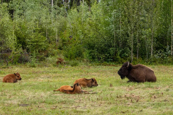 American Bison Alaska Highway Canada — Stock Photo, Image