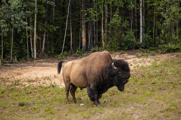 カナダのアラスカハイウェイ沿いのアメリカバイソン — ストック写真