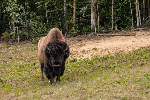 カナダのアラスカハイウェイ沿いのアメリカバイソン — ストック写真