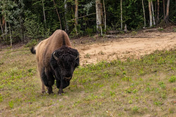 カナダのアラスカハイウェイ沿いのアメリカバイソン — ストック写真