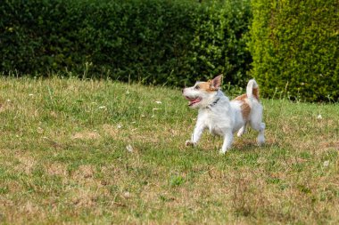 Jack Russel Terrier bir Çayır üzerinde