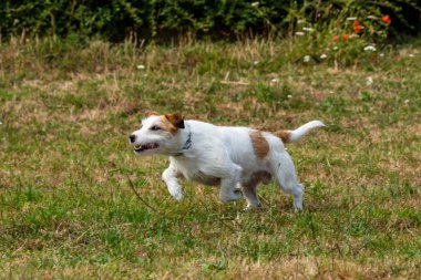 Jack Russel Terrier bir Çayır üzerinde