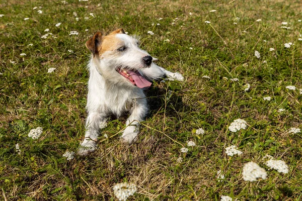 Jack Russel Terrier Prado — Fotografia de Stock