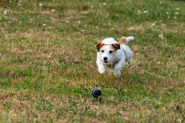 Jack Russel Terrier Meadow — Stock Photo, Image