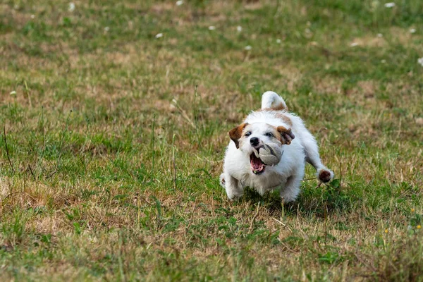 Jack Russel Terrier Padang Rumput — Stok Foto