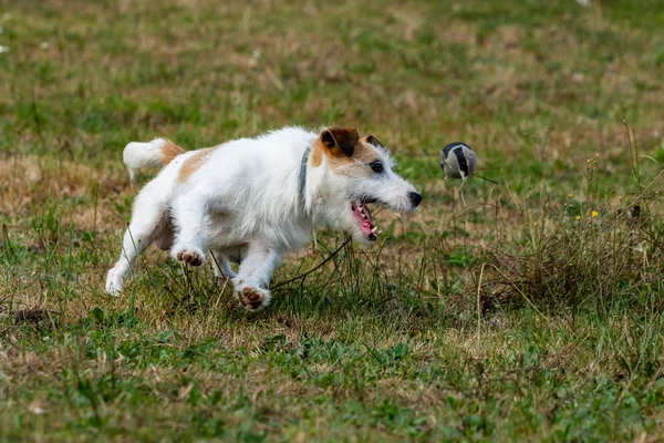 Jack Russel Terrier Sur Une Prairie — Photo