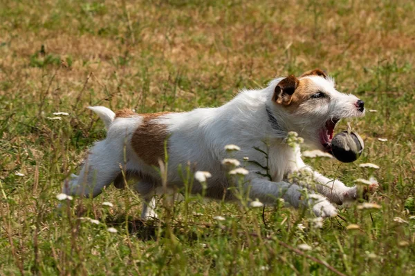 Jack Russel Terrier Sur Une Prairie — Photo