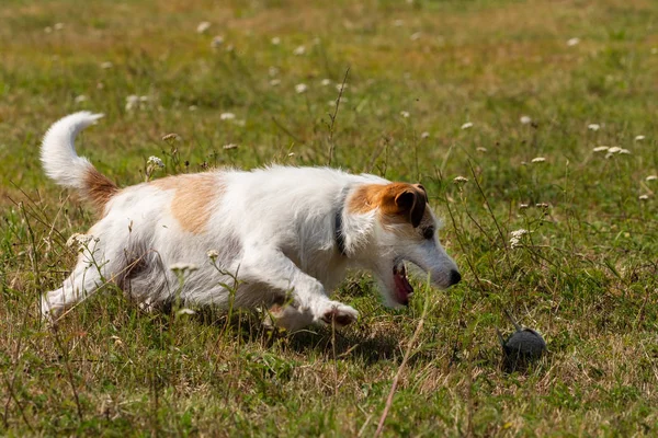 Jack Russel Terrier Prado —  Fotos de Stock