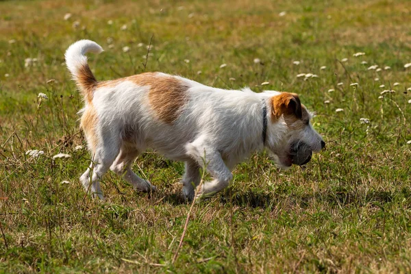 Jack Russel Terrier Sur Une Prairie — Photo