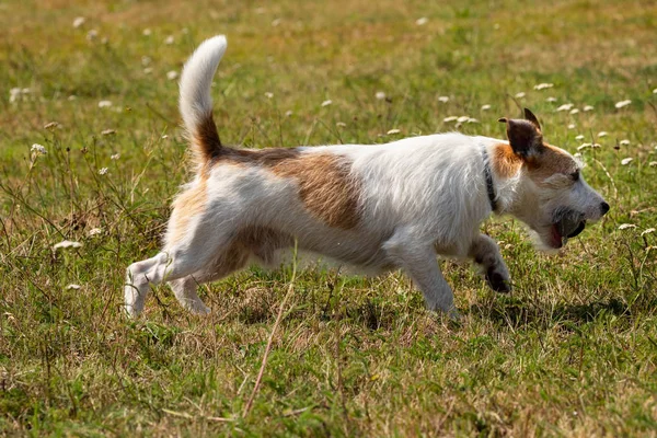 Jack Russel Terrier Sur Une Prairie — Photo