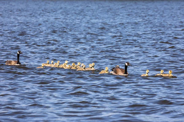 Familie Canada Goose Med Ællinger - Stock-foto