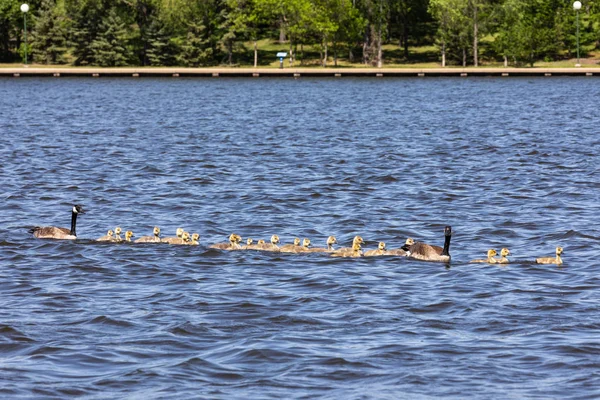 Familie Canada Goose Med Ællinger - Stock-foto