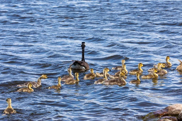 Familie Canada Goose Med Ællinger - Stock-foto