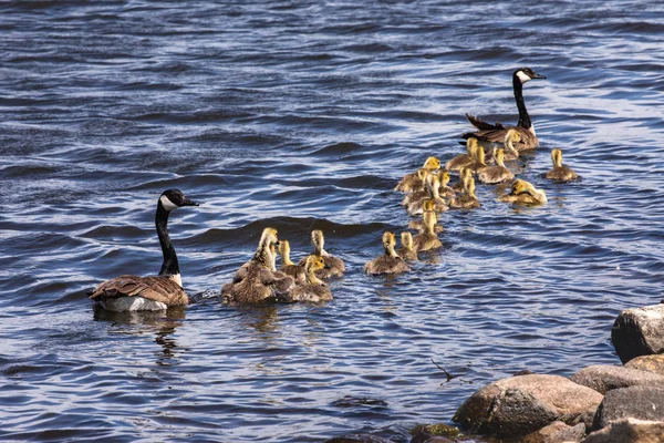 Familie Canada Goose Med Ællinger - Stock-foto