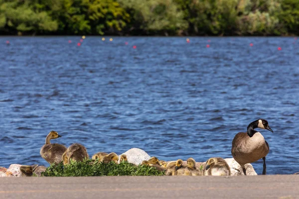 Familie Canada Goose Med Ællinger - Stock-foto