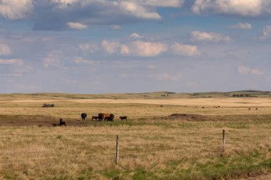 Kanada Bozkırı'nda yaz