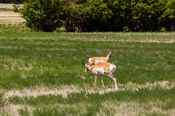 Antelope Pronghorn Prairie Kanady — Zdjęcie stockowe