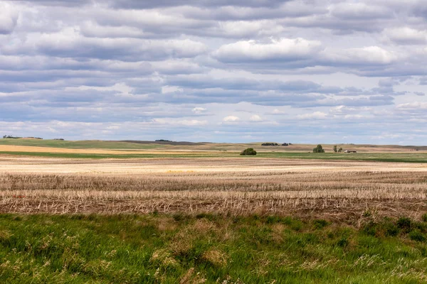 Sommar Prärien Kanada — Stockfoto