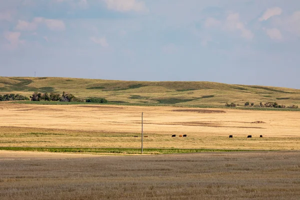 カナダ大草原の夏 — ストック写真
