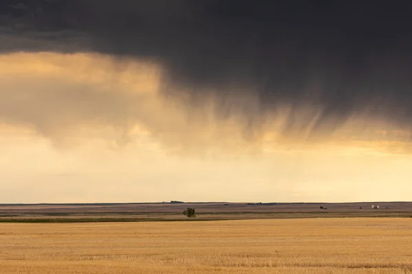 Sommar Prärien Kanada — Stockfoto