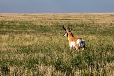 Pronghorn Antelope in the Prairie of Canada clipart