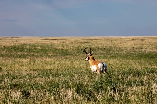 Pronghorn Antelope Pradera Canadá — Foto de Stock