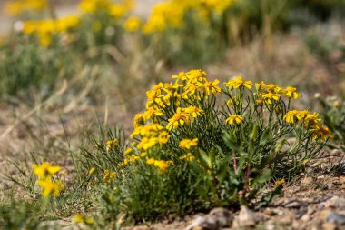 Dinozor İl Parkı Kanada Çiçekler