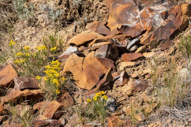 Dinozor İl Parkı Kanada Çiçekler