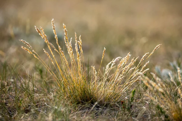 Gras Und Pflanzen Der Prärie Kanada — Stockfoto