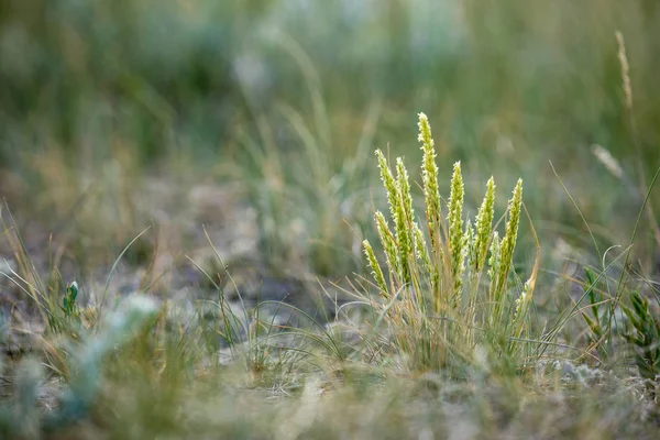 Grass Plants Prairie Canada — Stock Photo, Image