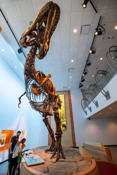 Skelett Och Ben Dinodsaur Juni 2019 — Stockfoto