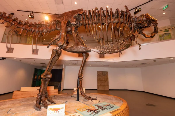 Skelett Botten Van Een Dinodsaur Juni 2019 — Stockfoto