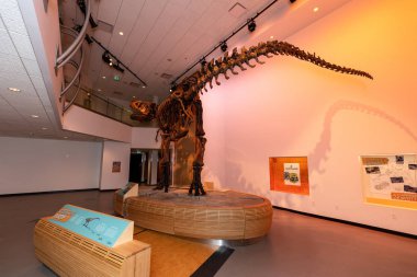 Bir Dinodsaur'un Skelett ve Kemikleri, 07. Haziran 2019