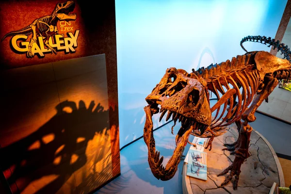 Skelett Och Ben Dinodsaur — Stockfoto