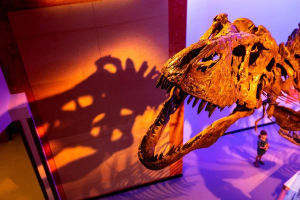 Skelett Botten Van Een Dinodsaur — Stockfoto