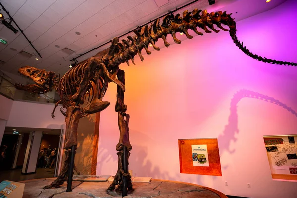 Skelett Och Ben Dinodsaur Juni 2019 — Stockfoto