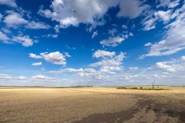 Kanada Bozkırı'nda yaz