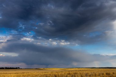 Kanada Bozkırı'nda yaz