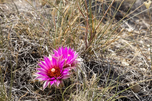 Cactus Badlands Dinosaur Provinicial Park Canada — Stock Photo, Image